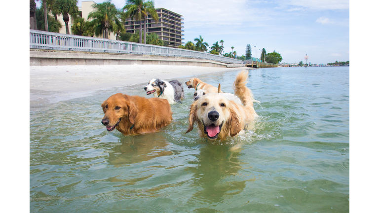 Five dogs walking in ocean, Florida, USA