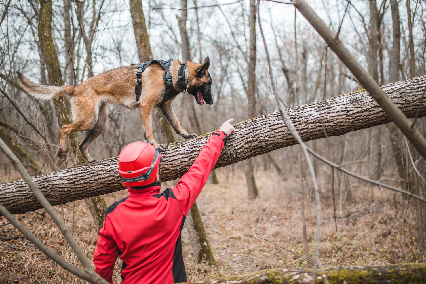 A mountain rescue worker trains a Belgian Shepherd dog in the forest