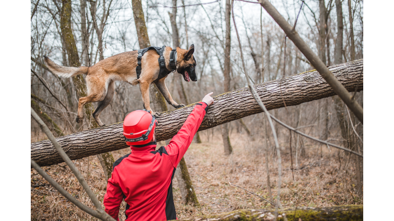 A mountain rescue worker trains a Belgian Shepherd dog in the forest
