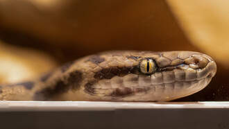 WATCH: Man Saves Electrocuted Snake With 30 Minutes Of Mouth-To-Mouth & CPR