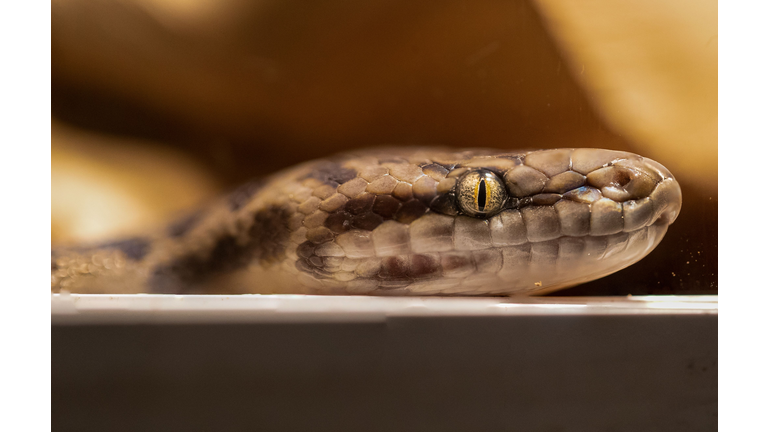 a snake is laying on a box looking at the camera