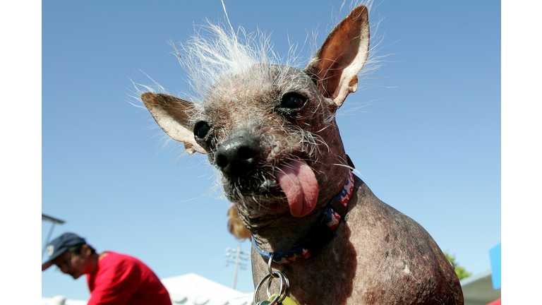 California Fair Crowns World's Ugliest Dog