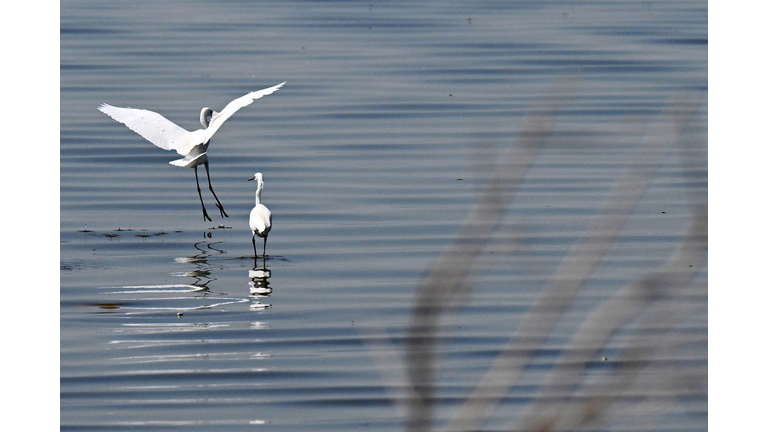 KUWAIT-NATURE-ANIMAL-BIRD