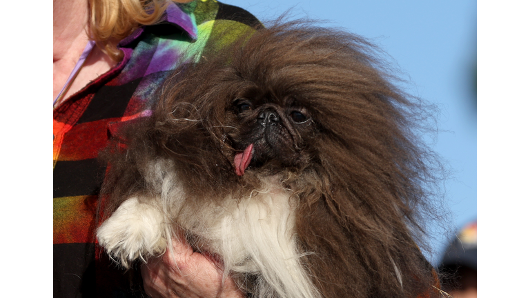 World's Ugliest Dog Awards Held At The Sonoma-Marin Fair In California