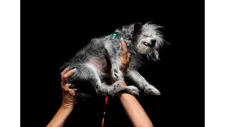 World's Ugliest Dog Awards Held At The Sonoma-Marin Fair In California