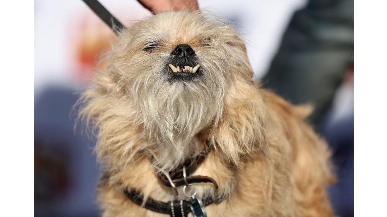 World's Ugliest Dog Awards Held At The Sonoma-Marin Fair In California
