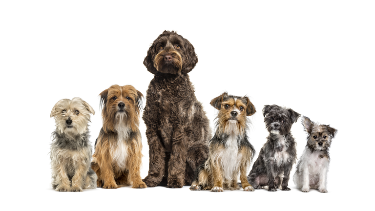 Group of crossbreed dogs sitting in a row, isolated on white