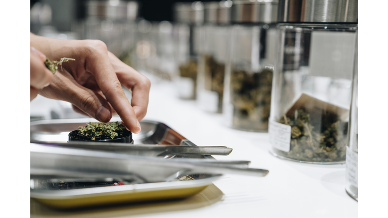 Cannabis shop owner handling dried cannabis buds and organizing it for ready to sell to customers.