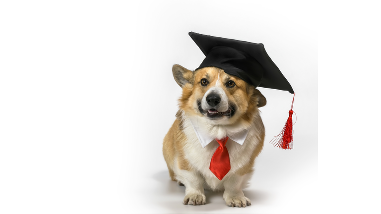 funny corgi dog puppy sitting on a white background in a student hat and red tie