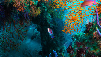 The Ocean's Complexity / ET Channeled Messages