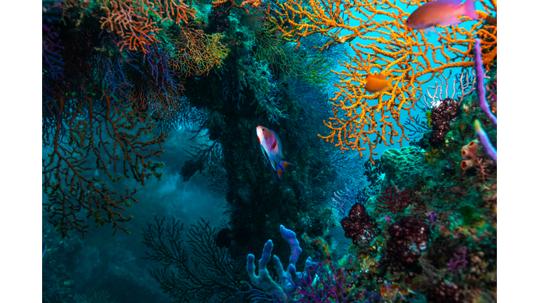 The Ocean's Complexity / ET Channeled Messages