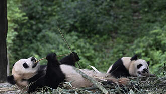 Pandas have arrived in the U.S.! 
