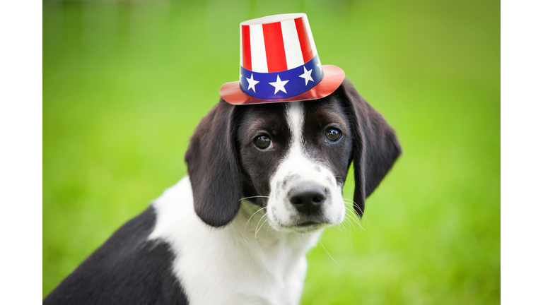 Puppy Wearing Patriotic Hat