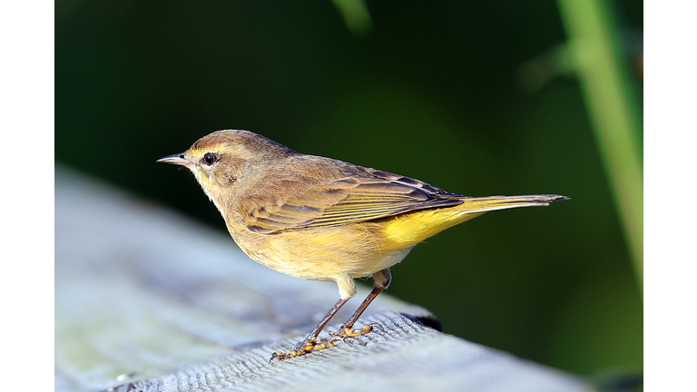 Florida Wildlife And Daily Life Scenes