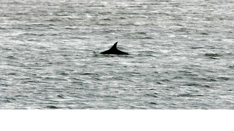 A dolphin surfaces for air in Northwest