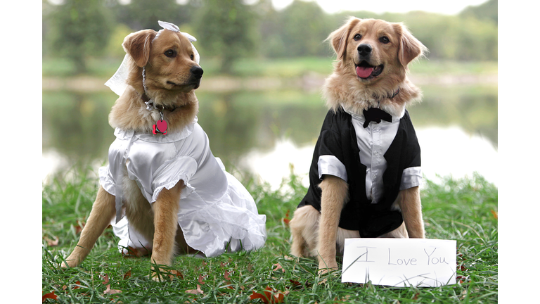 Bride and Groom Dogs