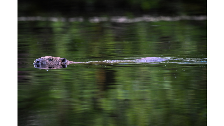 BRITAIN-SCOTLAND-AGRICULTURE-ENVIRONMENT-ANIMAL