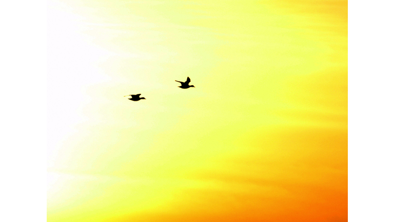 A couple of wild ducks fly in the sky ov