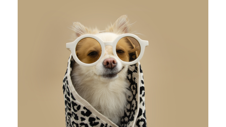 Funny pomeranian dog summer ready for bath wrapped with a towel and sunglasses. Isolated on beige background