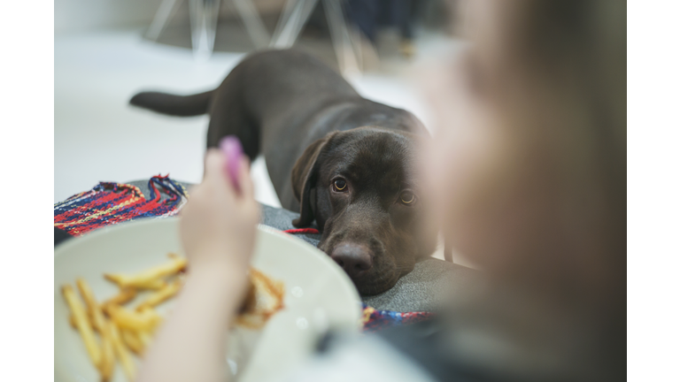 Dog eyeing up child's food