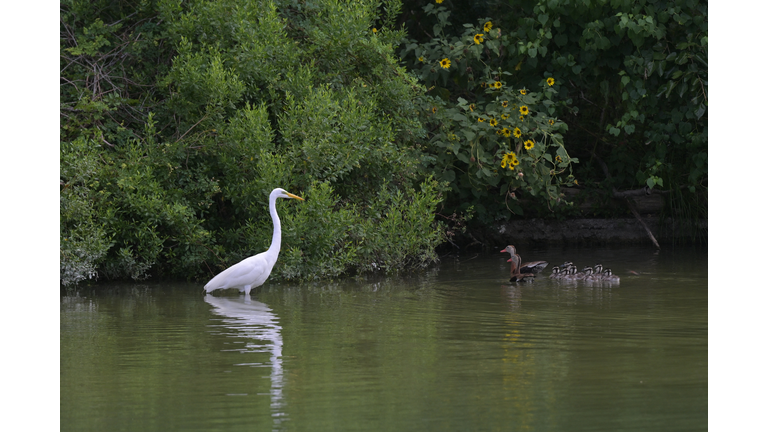 US-PARKS-LAKE-ANIMAL