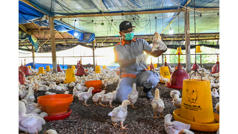 INDONESIA-HEALTH-VIRUS-BIRD FLU