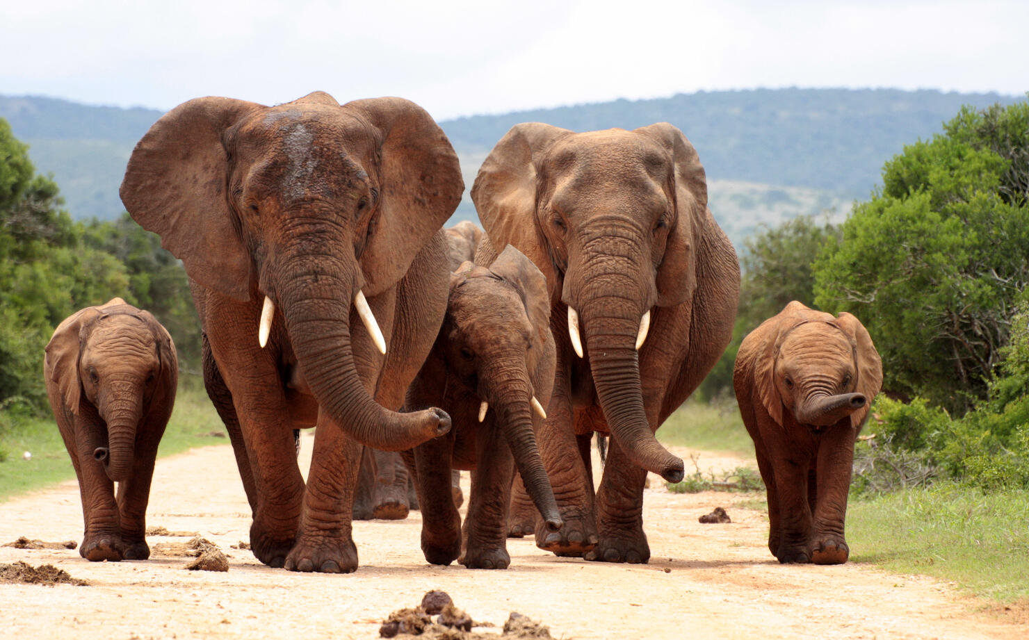 Herd of elephant approaching us in South Africa