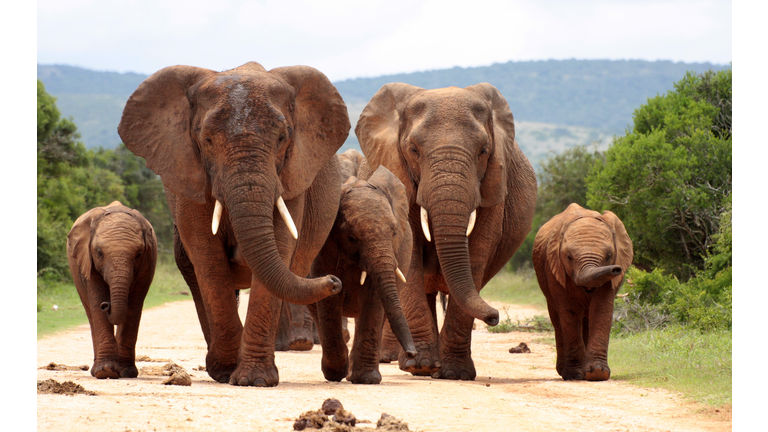 Herd of elephant approaching us in South Africa