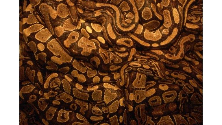 Living Pattern of Entangled Snakes