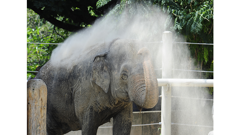 US-ANIMAL-ZOO-ELEPHANT