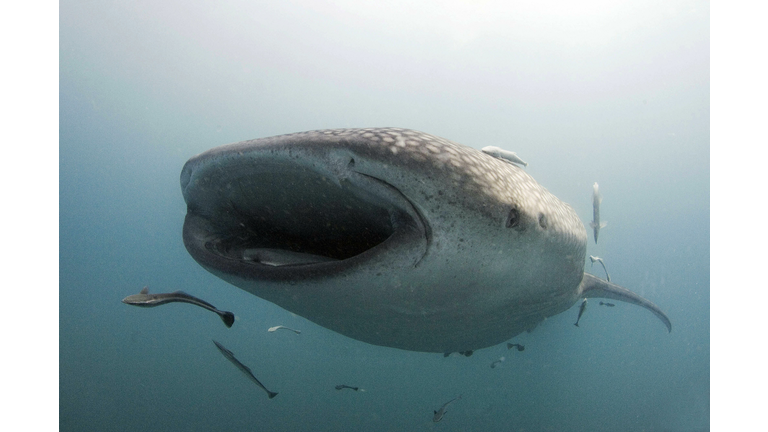 A whale shark, nearly six meters (20 fee...