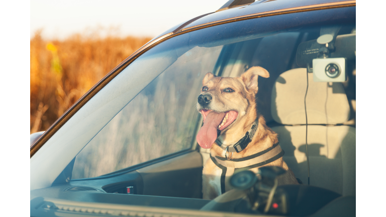 Happy ginger red mix breed dog smiling with his tongue hanging out, looking out of family car window. Sunset time summer wallpaper. Grunge solar bright effect. Pets travel concept.