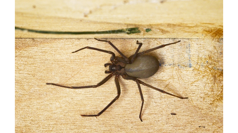 Brown Recluse Spider