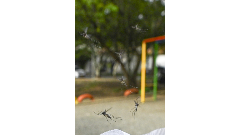 COLOMBIA-HEALTH-MOSQUITO-DENGUE