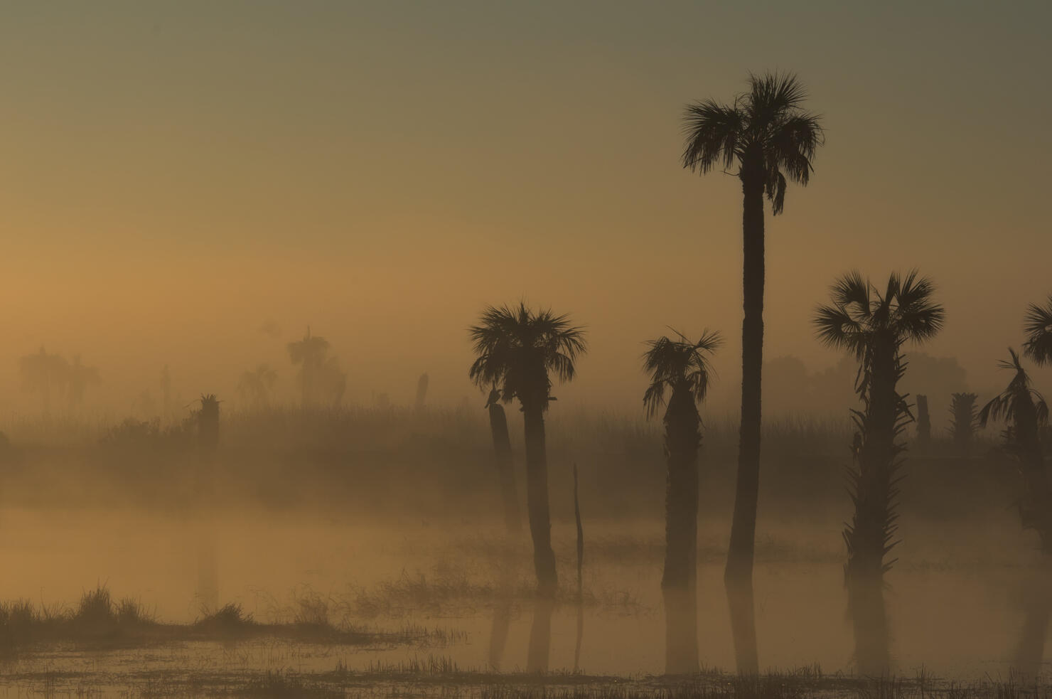 Palm tree silhouettes in fog, Florida, USA