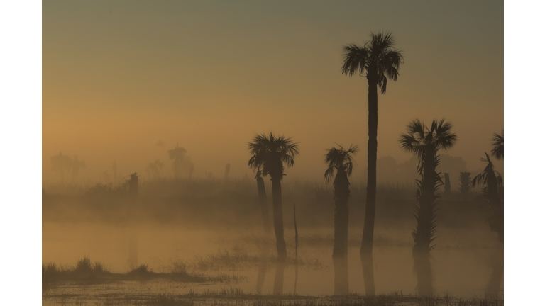 Palm tree silhouettes in fog, Florida, USA