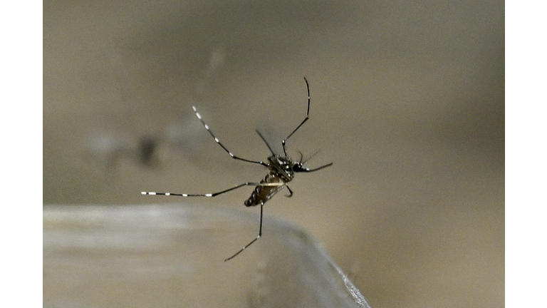 COLOMBIA-HEALTH-MOSQUITO-DENGUE