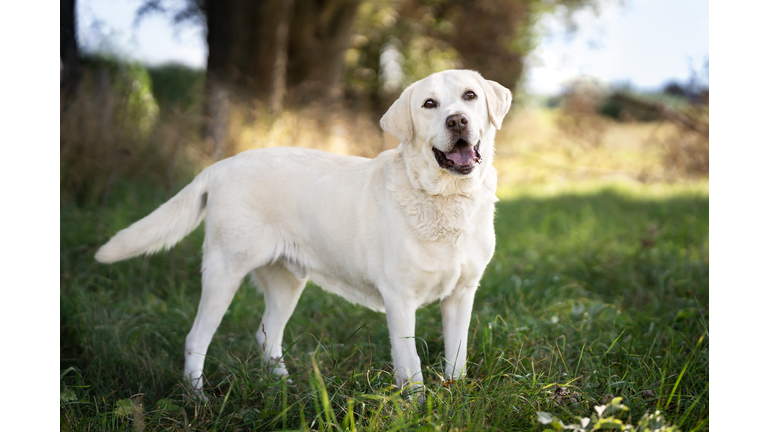 Labrador retriever on a walk in a meadow