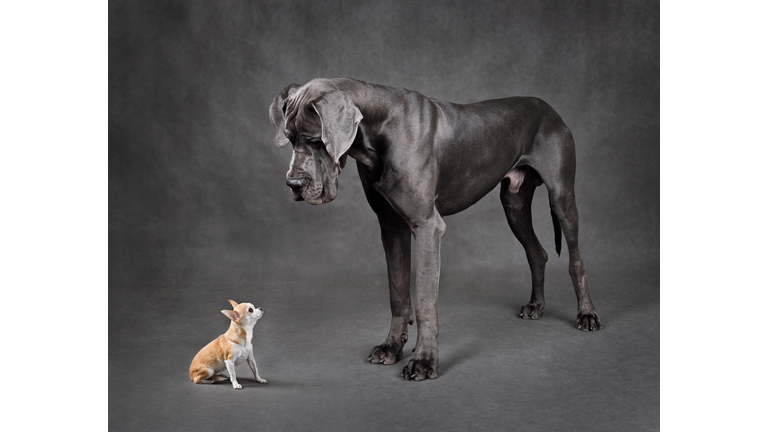 Small and large dogs standing face to face