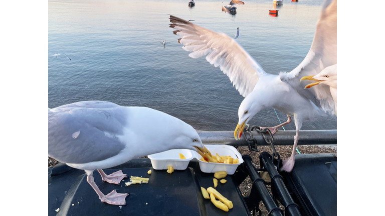 Close-up image of Herring Gulls (Larus argentatus) perched on seaside black, hard plastic dumpster refuse bin, scavenging fish and chips from disposable, takeaway box, boats  floating on sea background