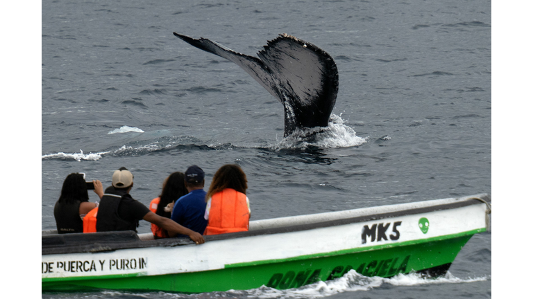 PANAMA-NATURE-WHALE