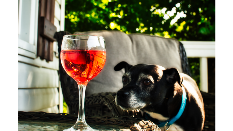 Close-up of drink with red wine with dog looking