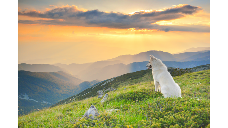 White husky dog watching sunset in a mountain