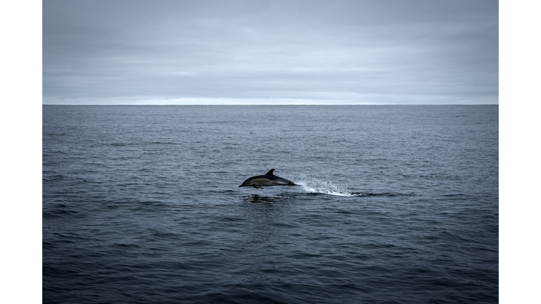 TOPSHOT-FRANCE-OCEAN-DOLPHIN