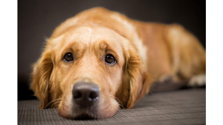 Golden Retriever looking sad