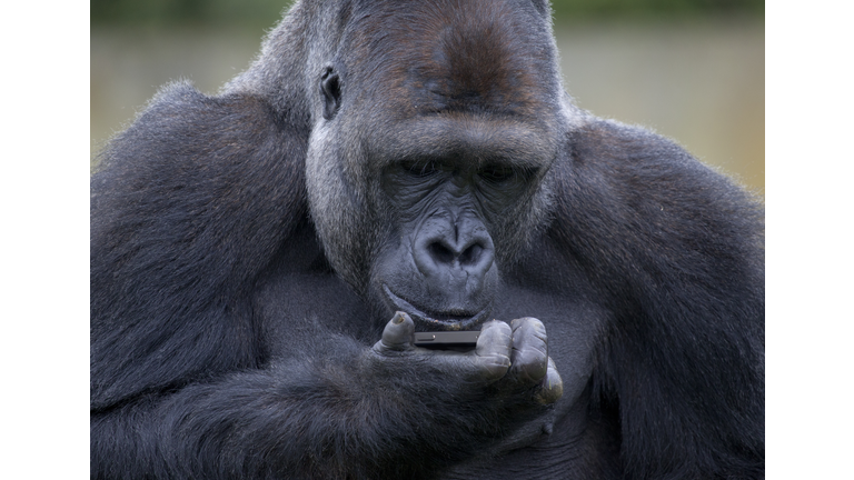 Gorilla checking his iphone