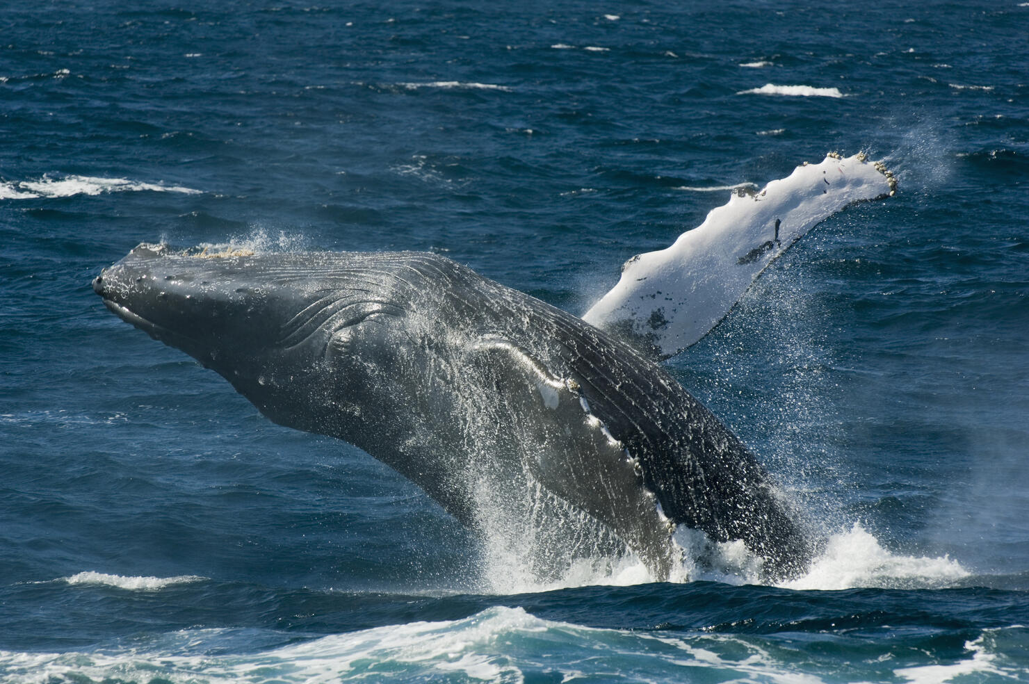 Humpback whale (Megaptera novaeangliae) breaching