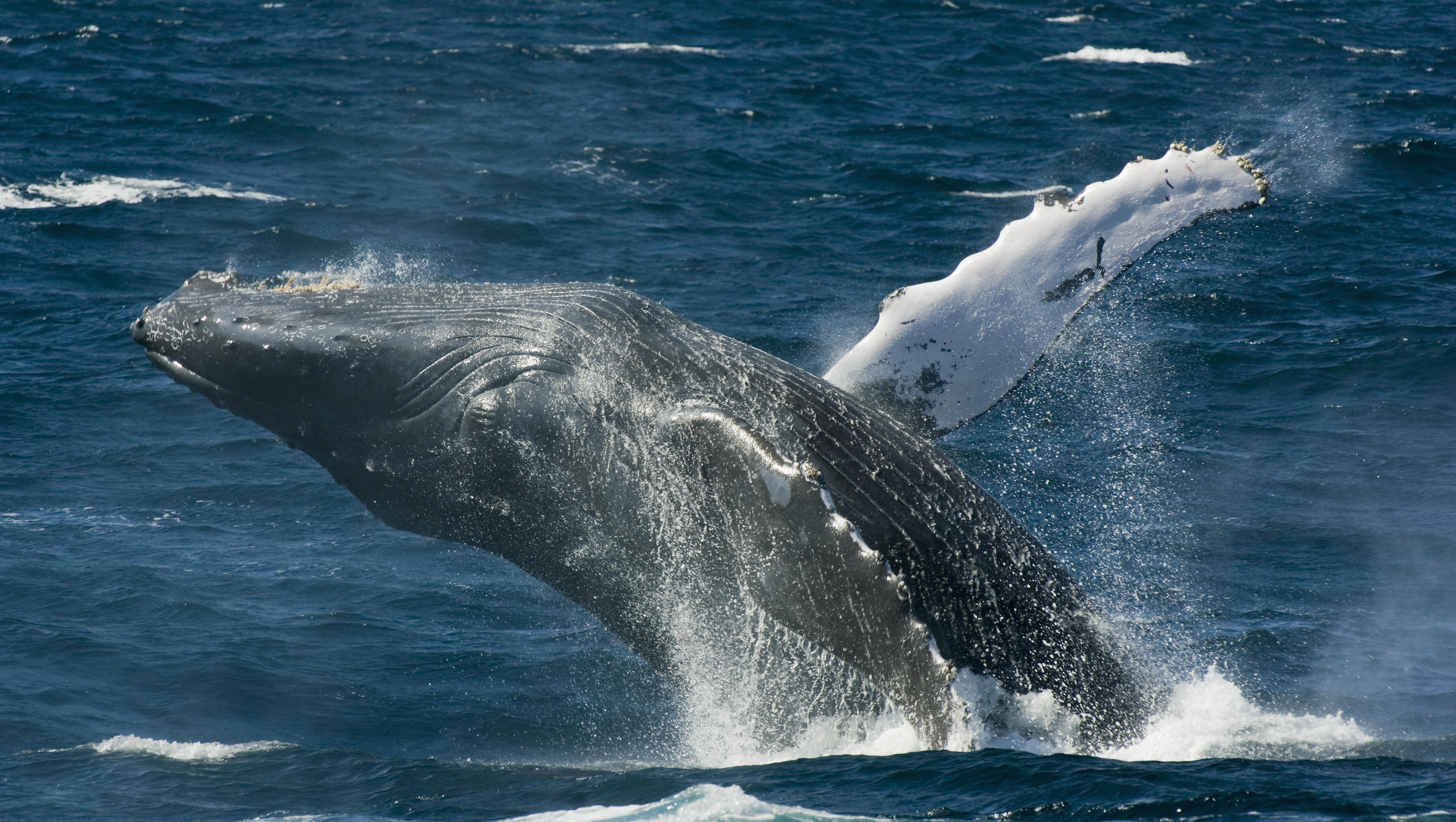 WATCH: Teens Save Fishermen After Whale Capsized Their Boat