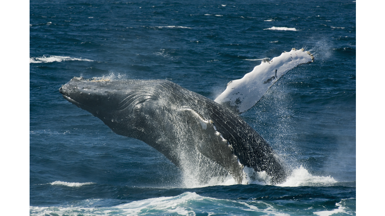 Humpback whale (Megaptera novaeangliae) breaching