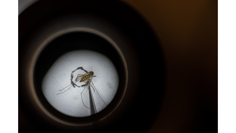 Mosquitos In Kentucky Are Tested After West Nile Virus Found In Area